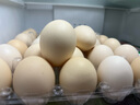 【無(wú)抗】大碼鮮雞蛋1.8kg 曬單實(shí)拍圖