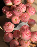 京厽山地玫瑰多肉植物盆栽名貴精選水蜜桃花卉綠植陽(yáng)臺室內不支持退貨 -高品質(zhì)玫瑰-水蜜桃1顆3cm 不含盆 曬單實(shí)拍圖