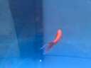 錦鯉魚(yú)活體觀賞魚(yú)活魚(yú)小型易養(yǎng)冷水淡水魚(yú)小魚(yú)苗錦鯉金魚(yú)好看錦鯉 10-12cm 六色錦鯉套餐6條 曬單實(shí)拍圖