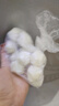 聚春園正宗福州魚丸200g特產(chǎn)小吃手工實心魚丸方便菜加熱即食火鍋食材 手工實心魚丸 200g /4袋 曬單實拍圖
