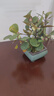 池寬葉小盼菩提樹(shù)盆栽花卉植物辦公室客廳四季帶果綠植好養活禪意小盆景 菩提樹(shù)【四方山水】+底座/帶20果 曬單實(shí)拍圖