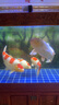 神陽錦鯉飼料巨鱗艷紅1kgM粒金魚飼料魚食增色魚糧觀景魚塘冷水魚飼料 曬單實拍圖
