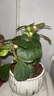 小盼菩提樹盆栽綠植物室內(nèi)花盆景辦公室桌面觀葉四季客廳好養(yǎng)活樹 特大號(hào)菩提（帶果發(fā)貨）郁金香陶瓷盆 帶盆栽好 曬單實(shí)拍圖