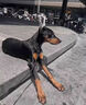 麥盯優(yōu)寵純種杜賓幼犬大型護(hù)衛(wèi)猛犬狗狗活體德系美系杜賓犬雙血統(tǒng)寵物獵犬 寵物級(jí) 曬單實(shí)拍圖