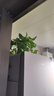 綠蘿吊蘭水培盆栽室內除甲醛長(cháng)藤綠籮垂吊植物新房去甲醇凈化空氣 精品壁掛款1盆（藤長(cháng)50~60cm） 曬單實(shí)拍圖