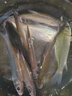 釣魚(yú)活餌紅蟲(chóng)鮮活紅蟲(chóng)特大號掛鉤公蟲(chóng)批發(fā)魚(yú)餌料喂魚(yú)活餌紅蟲(chóng) 發(fā)順豐+特大號公蟲(chóng)50克 曬單實(shí)拍圖