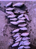 川澤伊豆有刺子線雙鉤成品綁好防纏繞魚鉤套裝全套競技野釣鯉魚鯽魚鉤 鉤7#線2.0#+鉤8#線2.5# 伊豆有刺【20付】 曬單實拍圖