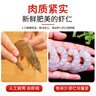 大黃鮮森國產(chǎn)特大號蝦仁鮮凍蝦肉活剝手工去蝦線(xiàn)冷凍海產(chǎn)真空袋裝餐飲商用 精選3140特大蝦仁 2斤(凈重) 曬單實(shí)拍圖
