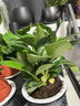 藝萱金鉆盆栽植物鉑金鉆綠蘿籮水培大葉綠植多肉辦公室內懶人好養花卉 金鉆20cm（原土盆）+營(yíng)養液【限量搶購】 曬單實(shí)拍圖