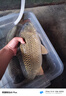 賈東普金版大黑糖黑坑釣魚小藥大麥紅薯膏誘魚劑神器野鯽鯉魚餌料添加劑 曬單實拍圖