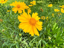 劉閣蘭花 蘭花苗建蘭四季蘭草小桃紅 金邊藝現(xiàn)帶花苞出售室內(nèi)好養(yǎng)花卉盆栽 6苗連體裸根帶花苞 曬單實(shí)拍圖