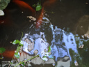 森森（SUNSUN） 魚食錦鯉飼料金魚飼料熱帶魚飼料 4mm中顆粒錦鯉飼料1000g瓶裝 含試吃裝 曬單實(shí)拍圖