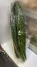 長黃瓜約600g 曬單實(shí)拍圖