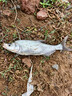 漢鼎拉力強(qiáng)線組鯽魚魚線成品主線釣魚線組套裝全配件用品線拉力強(qiáng)魚線 3.9m【新品綜合線組，2盤裝】 2號(hào) 曬單實(shí)拍圖