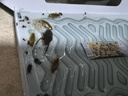 蟑螂屋貼強力粘小強屋蟑螂藥一窩端掃盡家用全窩端餐廳殺蟲 10片 1盒 一居推薦-新老包裝隨機發(fā) 曬單實拍圖