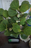 小盼小葉菩提樹(shù)盆栽帶果植物室內(nèi)辦公室好養(yǎng)活禪意客廳綠植微盆景 特級(jí)大菩提40果左右+綠福盆+底座 帶盆栽好 曬單實(shí)拍圖