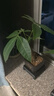 【帶盆高度約15-25cm】發(fā)財樹盆栽室內植物客廳辦公室吸甲醛好養(yǎng) 單桿發(fā)財樹+塑料四方舍得盆+小方底座 花盆直徑約8cm 曬單實拍圖