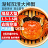 【活蟹】湖鮮陽澄 大閘蟹 去繩足重 3.3-3.6兩 12只 鮮活六月黃現(xiàn)貨超大螃蟹海鮮禮盒裝 曬單實(shí)拍圖