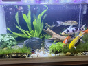瘋狂水草（FKSC）莫斯水草活體植物魚缸造景底部前景套餐懶人陰性莫斯樹沉木水榕 大三角莫斯 曬單實拍圖