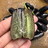 芬嵐【順豐隔日達】新鮮手指葡萄正宗藍寶石美人無(wú)籽黑河北葡萄 凈重4斤+防震葡萄袋 老農精選-順豐配送上門(mén) 曬單實(shí)拍圖