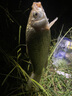 釣魚王 嫩玉米粒魚餌發(fā)酵打窩料五谷雜糧餌料鯉魚草魚野釣 生鮮玉米940g 曬單實拍圖