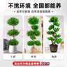 嘆為觀止大型盆栽金錢榕百合竹金錢樹發(fā)財(cái)樹清香木辦公室內(nèi)落地款中型植物 金錢兜1.2-1.4m【幾何盆】 含盆 曬單實(shí)拍圖