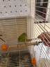 飼五居鳥食保健砂玄鳳玄鳳牡丹虎皮鸚鵡鳥糧鳥用飼料食物補鈣專用紅土沙 鸚鵡可食用保健砂 400g*1罐 曬單實拍圖