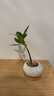 竹柏盆栽創(chuàng  )意迷你拇指綠植物室內客廳桌面辦公桌花卉四季常青盆景 竹柏-白裂紋鵪鶉蛋盆-竹底托 帶盆種好 曬單實(shí)拍圖