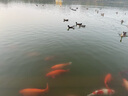 沐唯（muvi）抽油煙機排煙管煙道排氣管止逆閥伸縮鋁箔管止回閥排風(fēng)管 曬單實拍圖