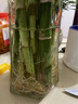 小潔巴適富貴竹水培植物觀(guān)音竹室內水養發(fā)財樹(shù)帶根客廳旺宅綠植花卉蘿盆栽 【超值20棵粗壯中竹】富貴竹75-85厘米買(mǎi)10送 裸根不帶土 曬單實(shí)拍圖