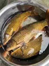 鮮丹蚯蚓紅蟲(chóng)顆粒餌料鄧剛推薦釣魚(yú)專(zhuān)用全能野釣通殺鯉魚(yú)鯽魚(yú)腥香 買(mǎi)二贈(zèng)一【紅腥香】 曬單實(shí)拍圖