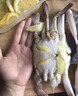 【活蟹】舟山梭子蟹活蟹鮮活螃蟹公蟹飛蟹中秋送禮海鮮水產(chǎn) 【品質(zhì)鮮肥】4-6兩/只 4斤(凈重) 順豐空運(yùn) 冰袋木屑 充氧極致保鮮 曬單實(shí)拍圖
