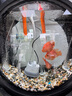 樂淘逸寵血紅鸚鵡魚活體發(fā)財(cái)魚財(cái)神魚大型熱帶觀賞魚淡水好養(yǎng) 12-13cm紅鸚鵡3條發(fā)順豐 曬單實(shí)拍圖