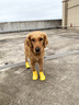 嬉皮狗（hipidog）卡通硅膠雨鞋狗狗大型犬金毛大狗雨天外出防滑耐磨防水寵物狗鞋子 洛克黃 3XL 9.3*7.4cm建議體重45-65斤 曬單實(shí)拍圖