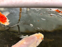 老漁匠過(guò)濾桶外置魚缸過(guò)濾器循環(huán)系統(tǒng)除油膜凈水制氧過(guò)濾一體機(jī)低噪低音 【適合60-100cm魚缸】1000L/H 曬單實(shí)拍圖