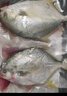 翔泰海南深海金鯧魚700g 2條 燒烤 火鍋 生鮮魚類 BAP認(rèn)證 海鮮水產(chǎn) 曬單實拍圖