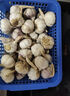 靜益樂源山東紫皮蒜大蒜干大蒜蔬菜批發(fā)干蒜自種大蒜種子多瓣蒜當(dāng)季蔬菜 【中果】精品大蒜3斤 精選今年大蒜 曬單實拍圖