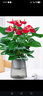 花翁水培紅掌盆栽一帆風(fēng)順花卉植物源頭直發(fā) 特級紅掌3-6花(原盆） 曬單實(shí)拍圖