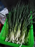 方の廚切菜機商用切蔥花神器小型電動(dòng)蔬菜多功能切段蔥花機香菜韭菜辣椒圈酸菜絲豆角段 不銹鋼基礎款 可連續工作2小時(shí) 曬單實(shí)拍圖
