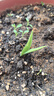 四季開(kāi)花香水鈴蘭帶芽?jì)艋諝饣缗柙躁?yáng)臺濃香球根花卉庭院室內 冰心藍 2顆+肥不活包賠手選精品* 曬單實(shí)拍圖