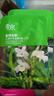 季泉正品美白面膜12片白睡蓮小雛菊金釵石斛山茶花高原綠茶第三代 金釵石斛面膜【第三代】12片 曬單實(shí)拍圖