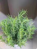 迷迭香苗盆栽可食用驅(qū)蚊植物香草薄荷苗綠植物室內(nèi)煎牛排水培花卉 小盆【2盆特惠】迷迭香苗約15cm高（原土盆） 曬單實(shí)拍圖