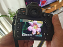 尼康/Nikon D850 D810 D800E D800 D700 D750 全畫幅單反 二手相機 尼康D800【單機】 99成新 曬單實拍圖