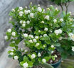 開時果 茉莉花盆栽濃香型 桌面綠植物陽臺花卉樹苗盆景擺件源頭直發(fā)包郵 精品茉莉花5-10株【加侖盆】 曬單實拍圖