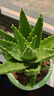 可之源蘆薈盆栽花卉室內四季好養易活辦公室桌面多肉植物臥室陽(yáng)臺小綠植 曬單實(shí)拍圖