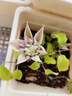 孫凱四季開(kāi)花鐵線(xiàn)蓮種根爬藤植物花卉陽(yáng)臺庭院盆栽好養花易活耐寒耐熱 蜂蜜之戀P7盆 曬單實(shí)拍圖