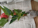 水培植物粉掌盆栽水養(yǎng)紅掌鮮花綠植辦公室內(nèi)面好養(yǎng)活四季開花 紅掌2株（不含盆） 曬單實(shí)拍圖