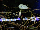 瘋狂水草碗蓮種子睡蓮水培植物綠植室內(nèi)四季魚(yú)缸造景水草種子植物直接入缸 曬單實(shí)拍圖