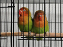 鉑吶苓鳥籠鸚鵡鳥籠子鳥窩八哥玄鳳虎皮鸚鵡籠雞籠蘆丁雞專用飼養(yǎng)箱 黑色-含托盤+食盒x2+站桿+飲水器 大號50x33x33cm 曬單實拍圖