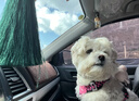 TUFF HOUND它愿狗狗胸背帶狗狗牽引繩背心式大型犬牽狗繩真皮狗鏈 樹莓泡泡 L（脖圍50-65 胸圍64-85cm） 曬單實拍圖